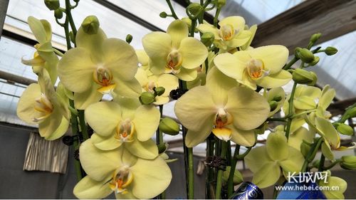 萬花爭艷迎新春 石家莊市2020年迎春花展暨十大花王爭霸賽頒獎(jiǎng)活動(dòng)紀(jì)實(shí)