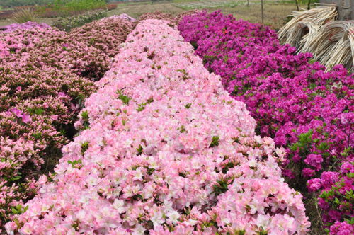 浙江金牛獎(jiǎng)評選揭曉，杜鵑花王方永根為婺城蔬菜種植代言