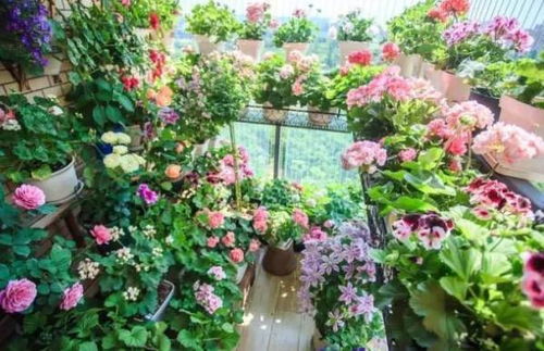 5種吉利花 美觀好養(yǎng)，臥室種植助睡眠